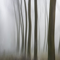 Foggy forest di 