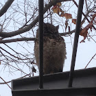 Cape Eagle Owl