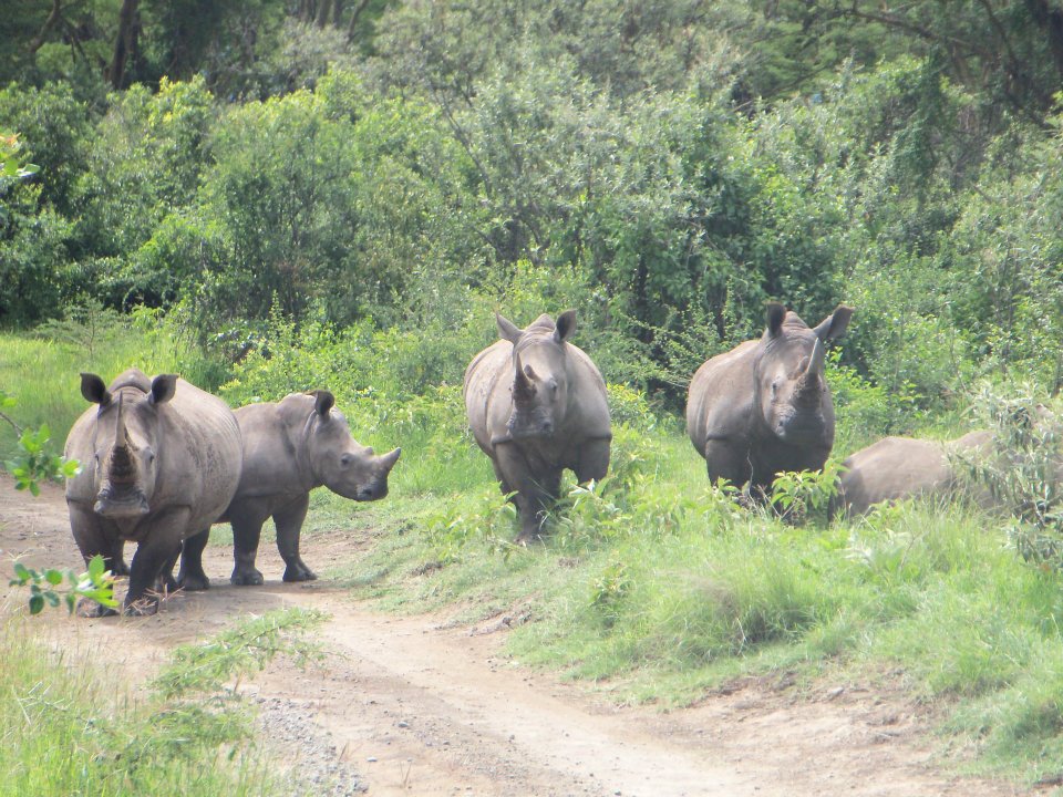 White Rhinoceros