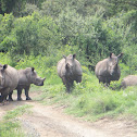 White Rhinoceros