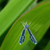 Derbid Planthopper