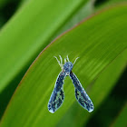 Derbid Planthopper