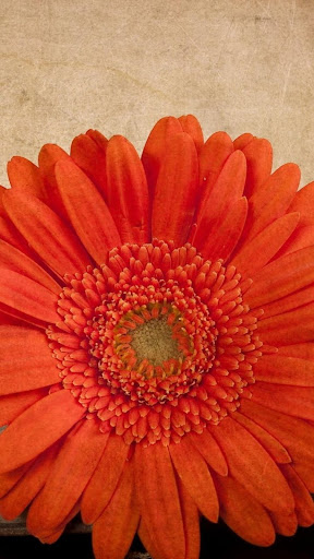 Flowers.Gerbera.Live wallpaper