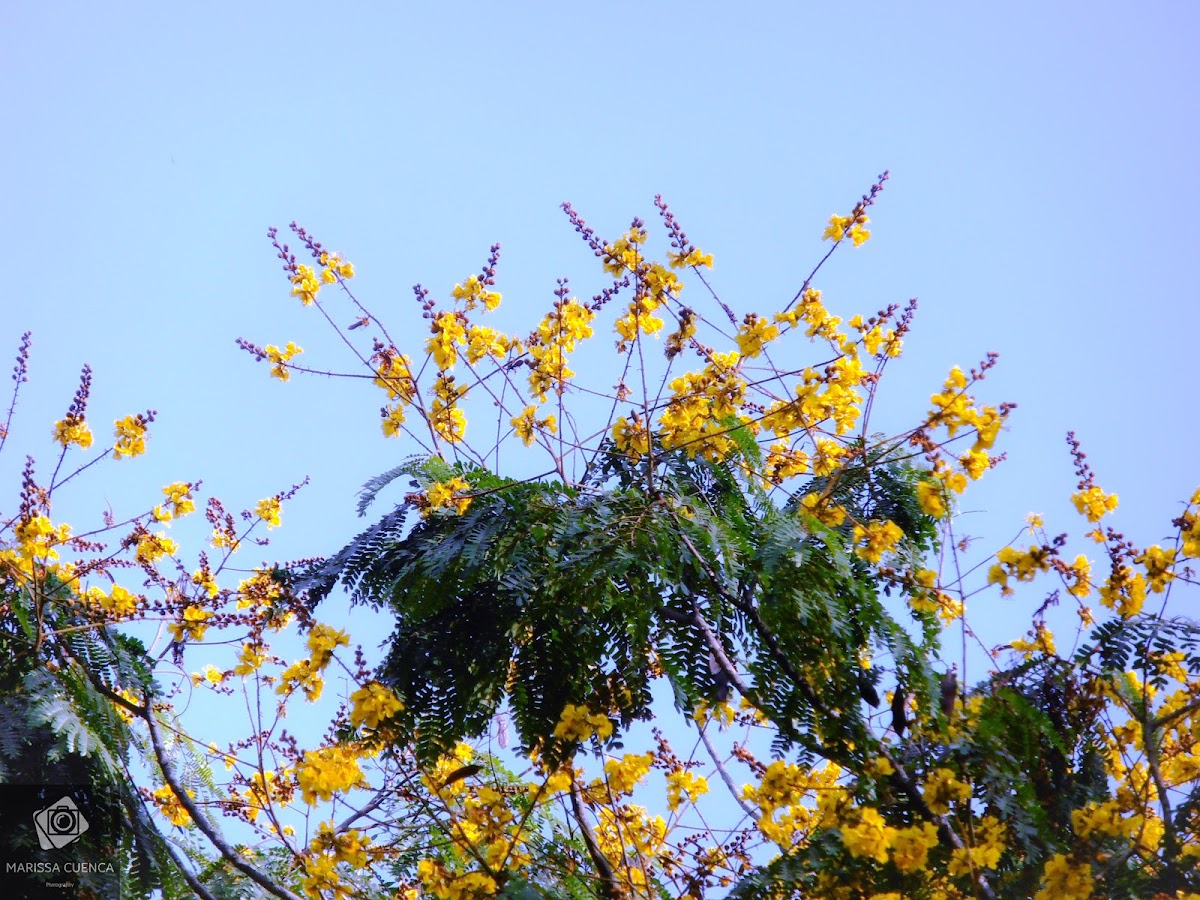 Peltophorum pterocarpum (Yellow Flame Tree)