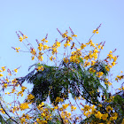 Peltophorum pterocarpum (Yellow Flame Tree)