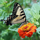 Appalachian Tiger swallowtail