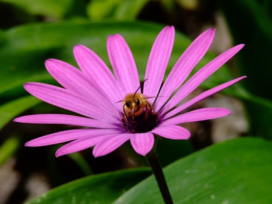 Abeja di cuccu.roberta