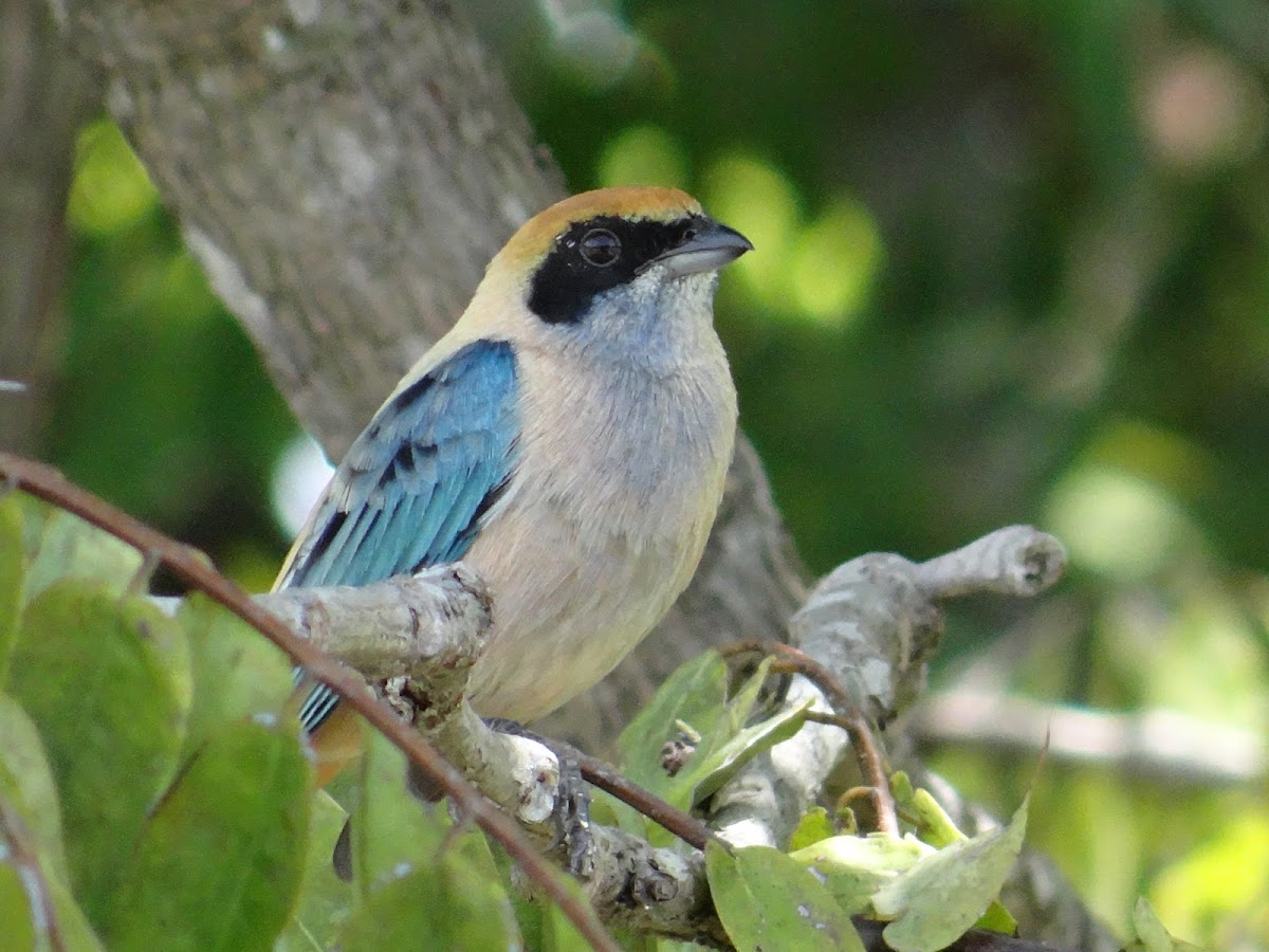 Burnished-buff Tanager