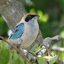 Burnished-buff Tanager