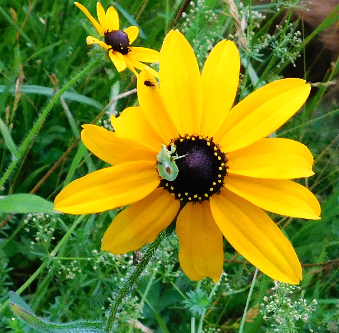 Black-eyed Susan