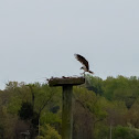 Osprey