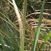 Fakahatchee grass