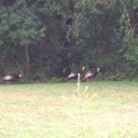 Wild turkeys