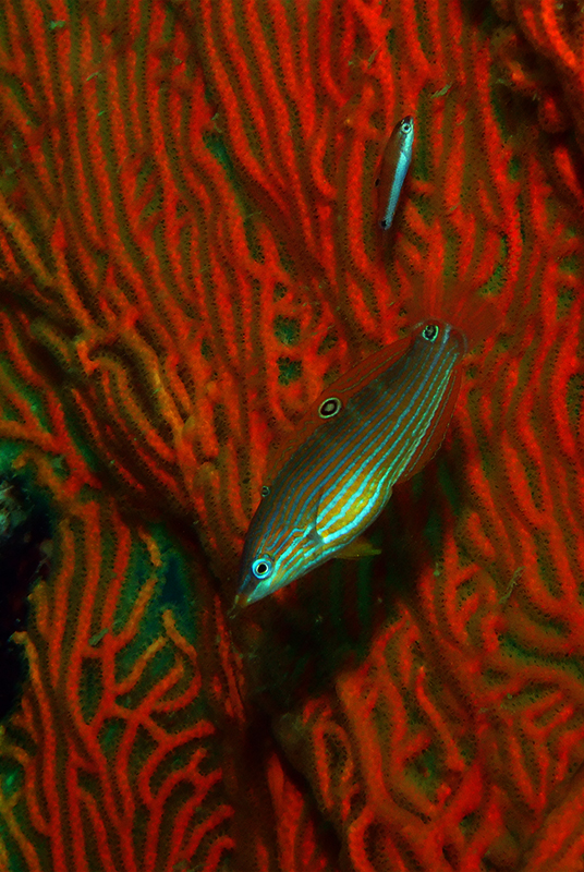 Tail-spot wrasse