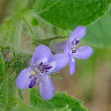 Pignut (Suob kabayo)