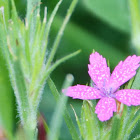 Grass Pink