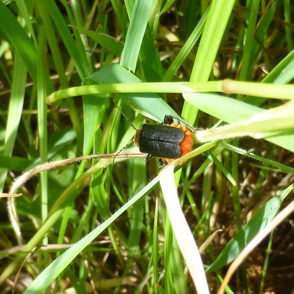 Soldier beetle