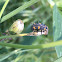 Seven-spotted Lady Beetle larva