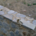 Lobed Argiope Spider