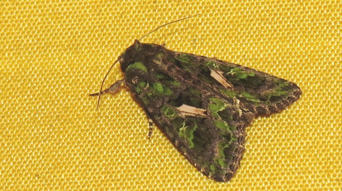 Orache moth