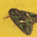 Orache moth