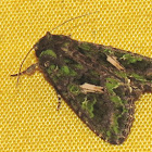 Orache moth