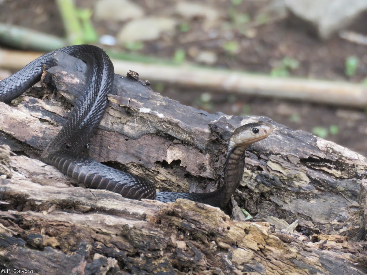 Equatorial Spitting Cobra