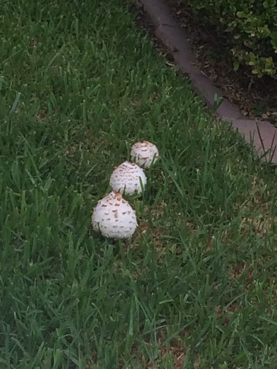 Shaggy Mane Fungus