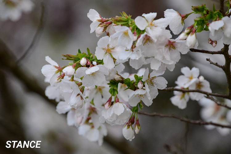 フィットのNikon D850・NIKKOR200-500f5.6・大は小を兼ねる・桜も終盤・500㎜f4単焦点欲しいなぁ…に関するカスタム事例の投稿画像4枚目