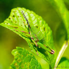 Cone-Nose Grasshopper