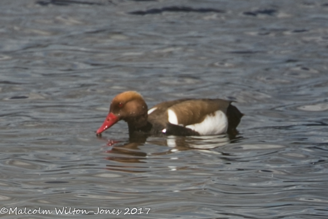 Red-crested Pochard; Pato Colorado