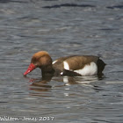 Red-crested Pochard; Pato Colorado