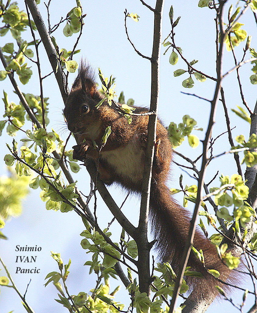 Red Squirrel