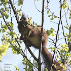 Red Squirrel