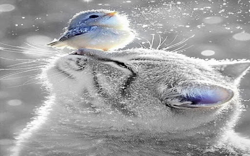 Ice Cat & Warm Bird Wallpaper screenshot 1