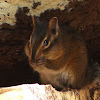 Siskiyou chipmunk