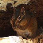 Siskiyou chipmunk