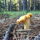 Chanterelle