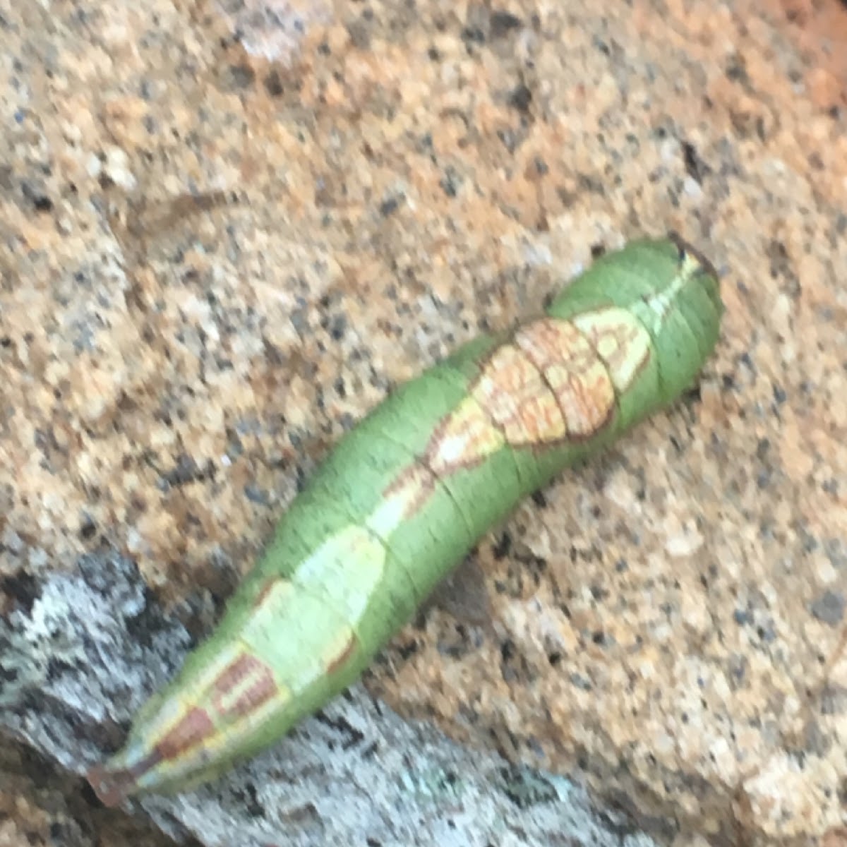 Heterocampa Obliqua Moth Caterpillar