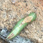 Heterocampa Obliqua Moth Caterpillar