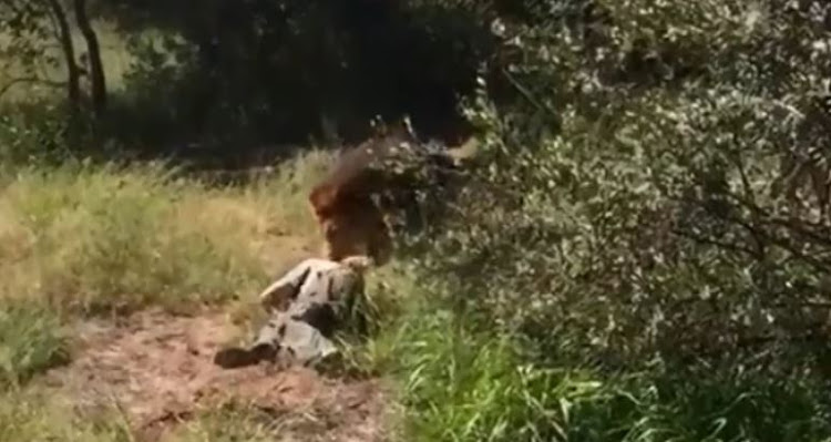 The lion attack in Limpopo was caught on camera.