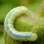 Geometrid Caterpillar