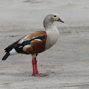 Orinoco Goose