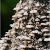 Schizophyllum commune 裂褶菌