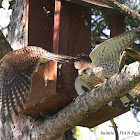 Common Kastrel