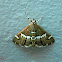 Crambid Moth