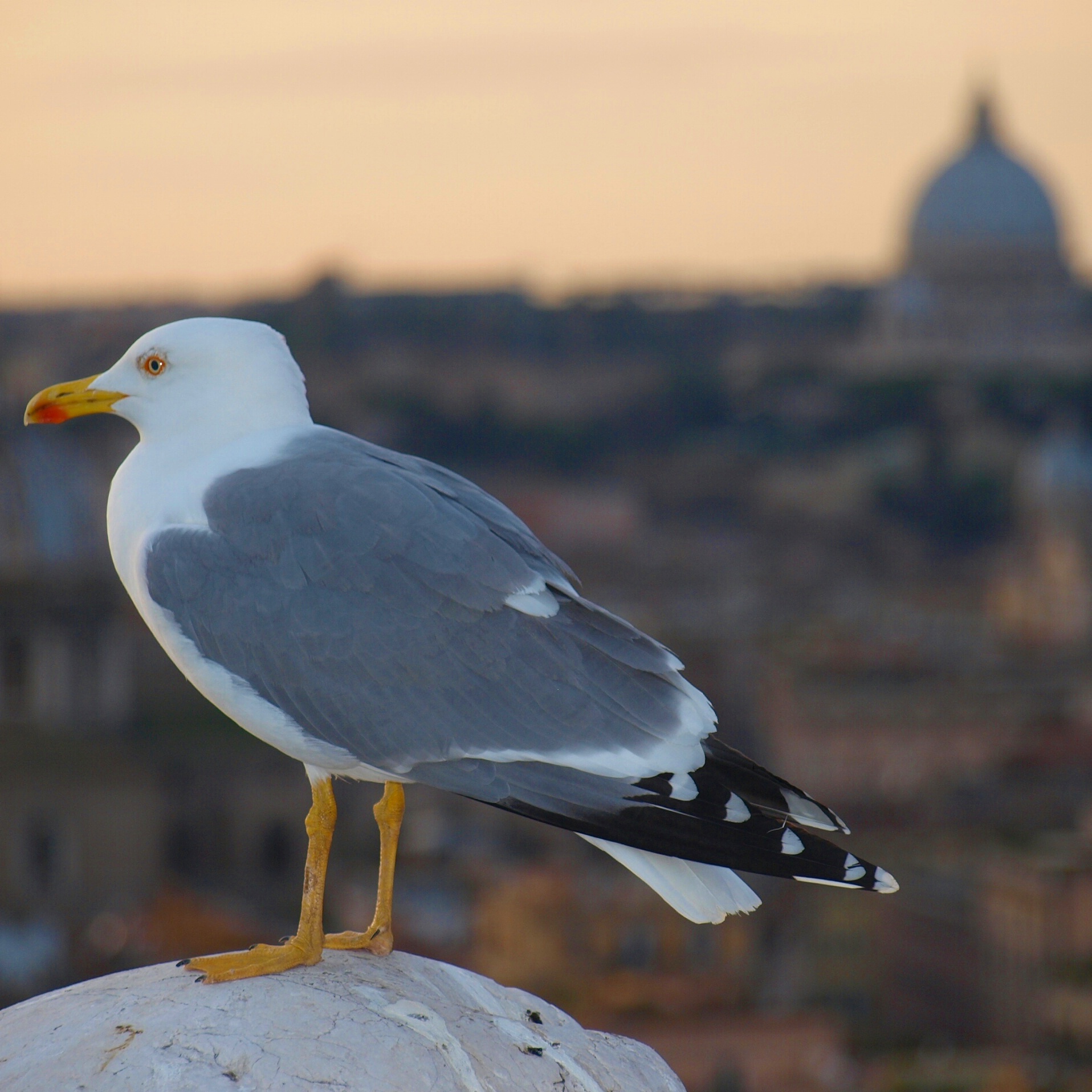 Nei cieli di Roma di giegiforever