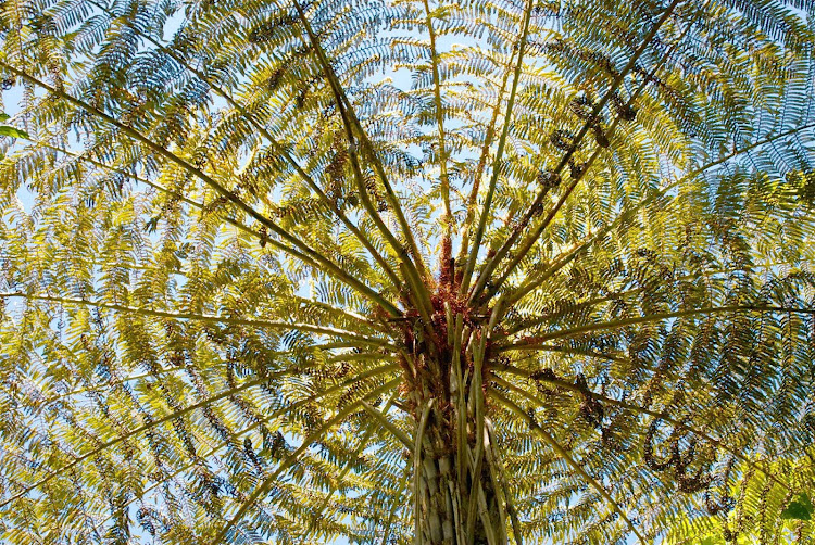 A giant fern at Waitakere Ranges Regional Parkland in Auckland, New Zealand. 