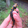 Fire salamander