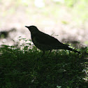 Fieldfare